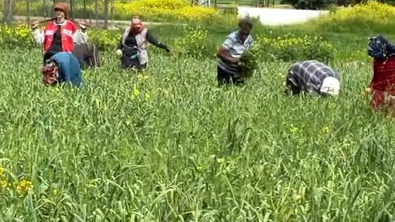 Dünya sofralarının vazgeçilmezi Araban Ovası’nda hummalı mesai: Avrupa’nın tescillediği sarımsak için eller iş başında