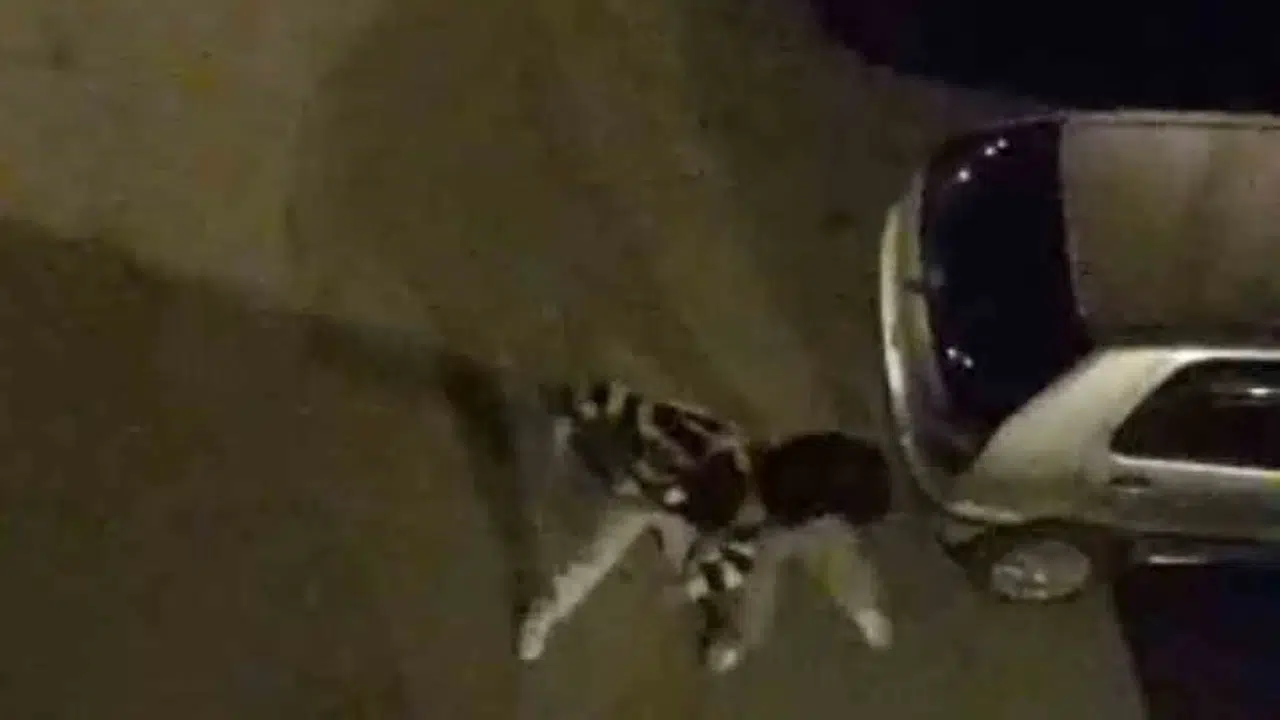 Bursa'da sokak ortasında boks ringlerini aratmayan kavga kamerada