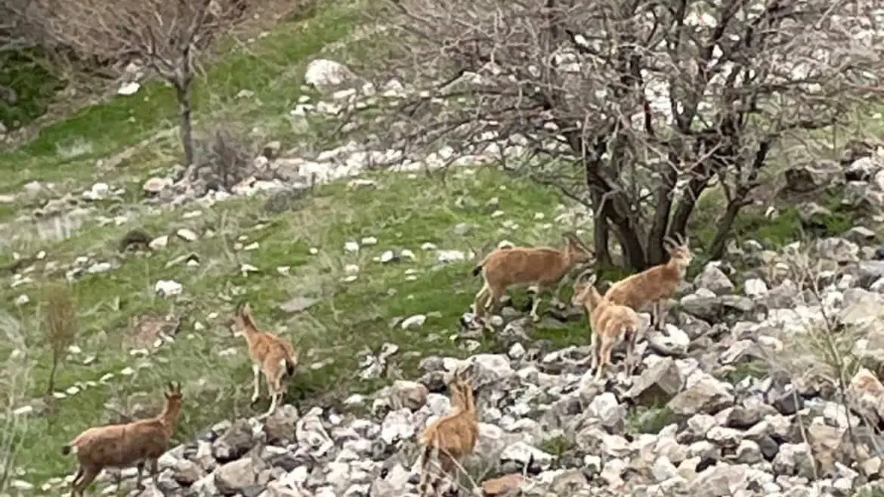 Tarihi dokusuyla büyüledi, sürpriz ziyaretçileriyle şaşırttı: Harput’un kayalıklarında nadir anlar