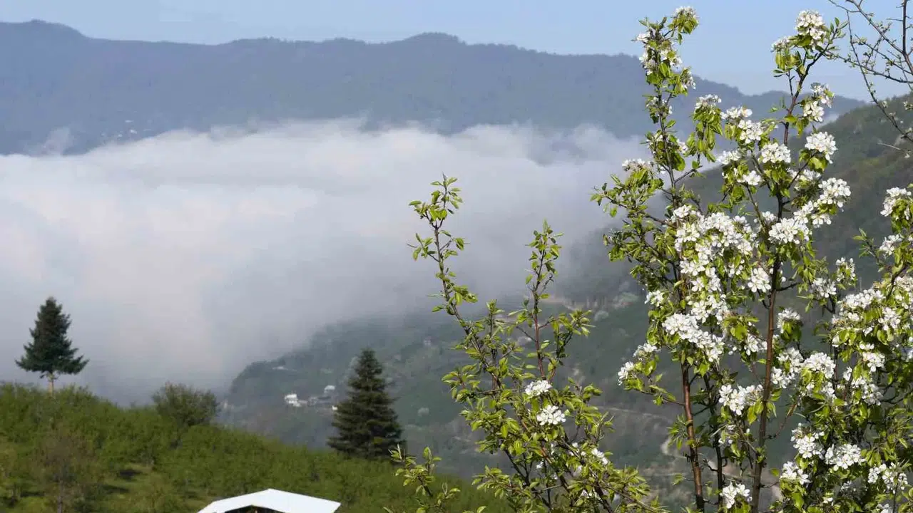 Sakarya’nın zirvesinde bahar bereketi: Çiçek açan ağaçlar köylüye umut oldu