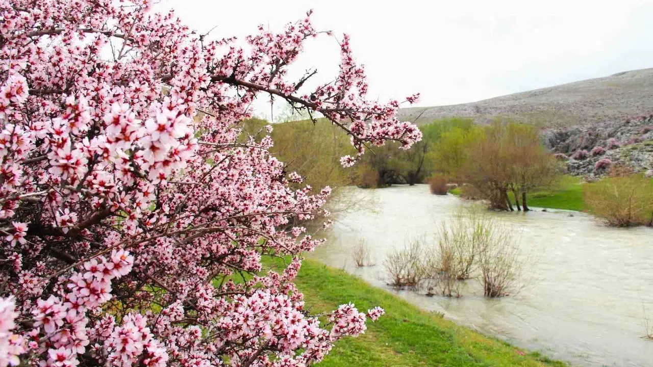 Baharın müjdecisi Hurman Çayı’nda görsel şölen: Pembe çiçekler kartpostallık görüntüler oluşturdu
