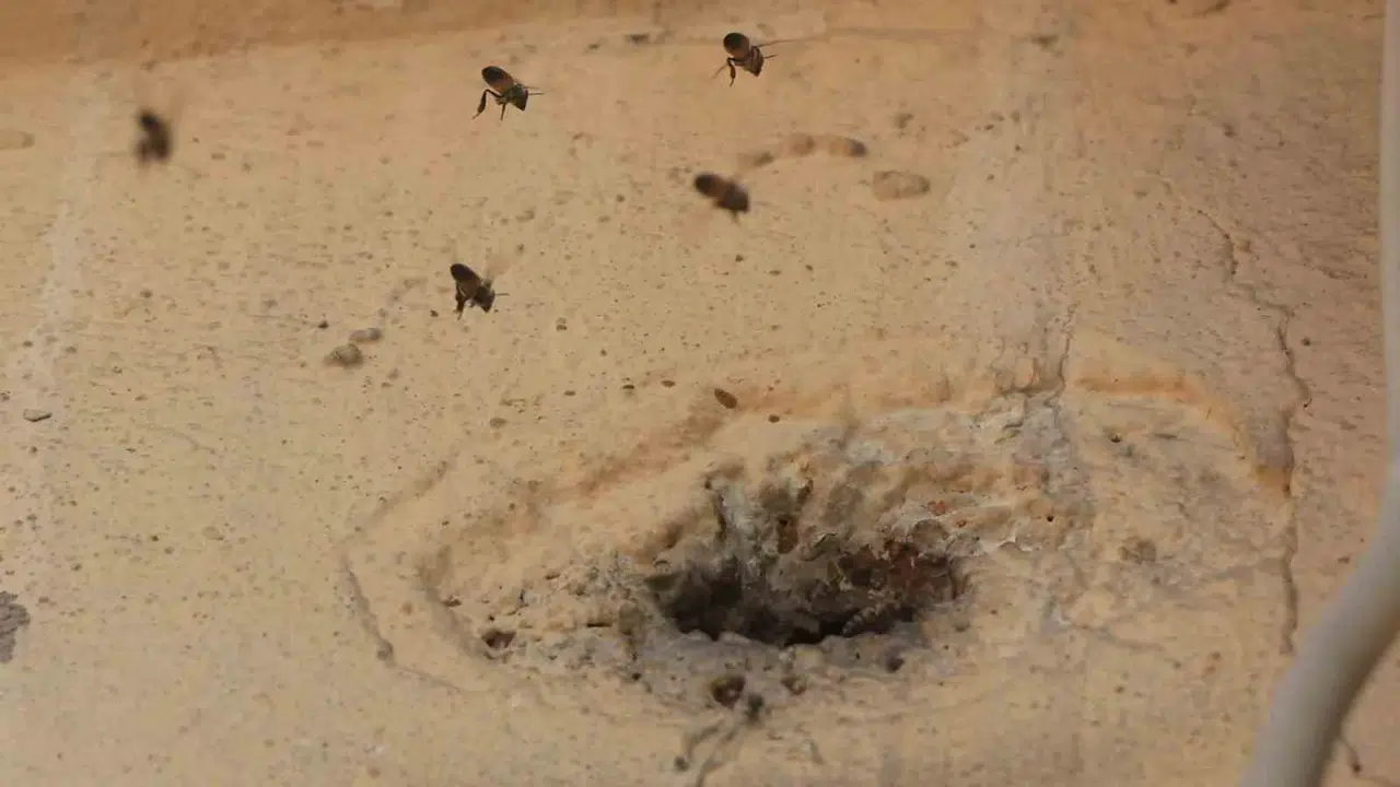 Mahallenin üç yıllık misafirleriydi: Çocukların taşlı saldırısı arıları sokağa döktü