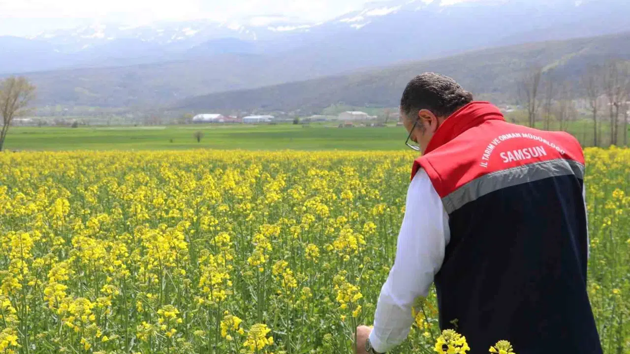 Samsun’da topraklar berekete doyuyor: Binlerce dönüm arazi için tohumlar toprakla buluştu