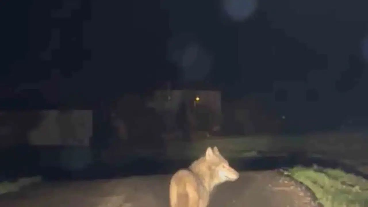 Köy yolunda korku dolu anlar: Yerleşim yerine inen kurt kameraya yansıdı