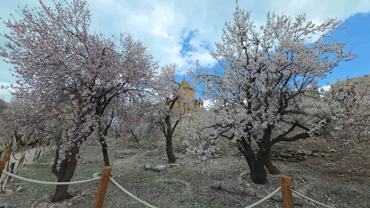 Van Gölü’nün kalbinde bahar rüzgarları: Akdamar Adası beyaz ve pembenin büyüsüne kapıldı