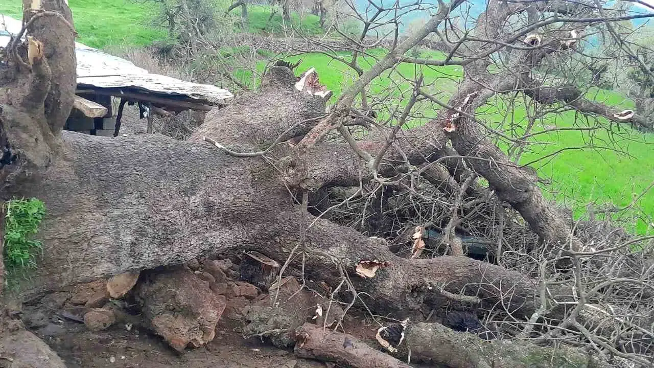 Doğa felaketi geçim kaynağını vurdu: Ağılın üzerine devrilen ağaç 4 keçiyi hayattan kopardı