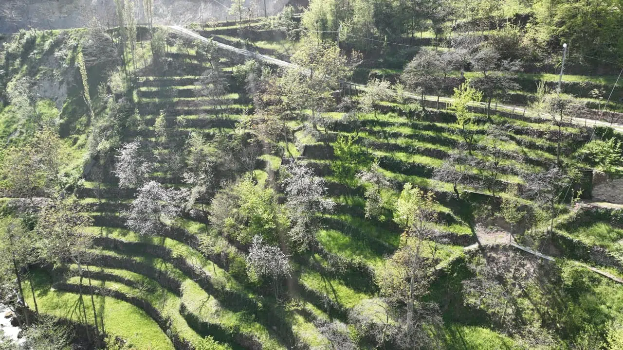 Artvin’in sarp yamaçlarında bir ömür: Taş duvarlarla ilmek ilmek işlenen 62 yıllık miras