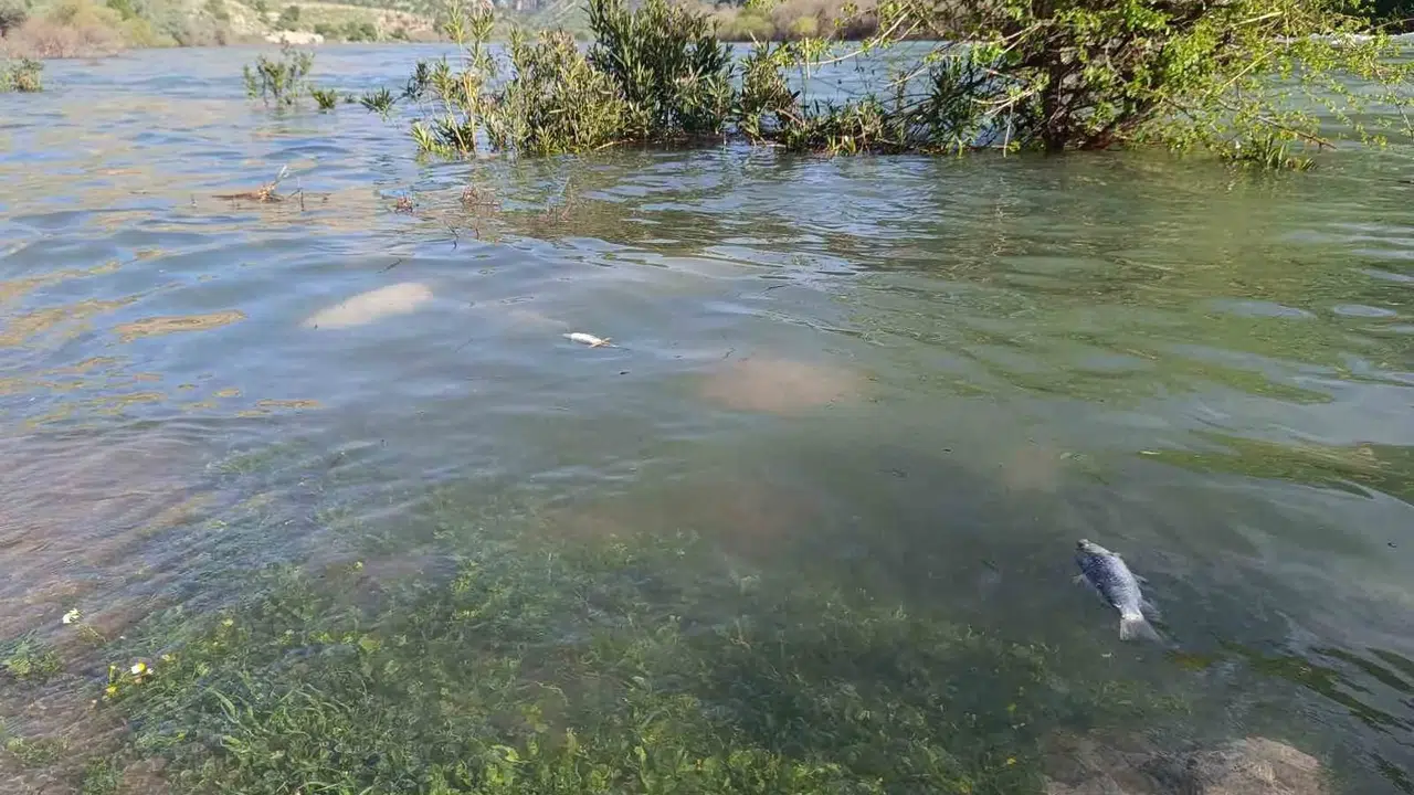 Dicle Nehri’nde korkutan manzara: Pikniğe giden vatandaşlar gördüklerine inanamadı