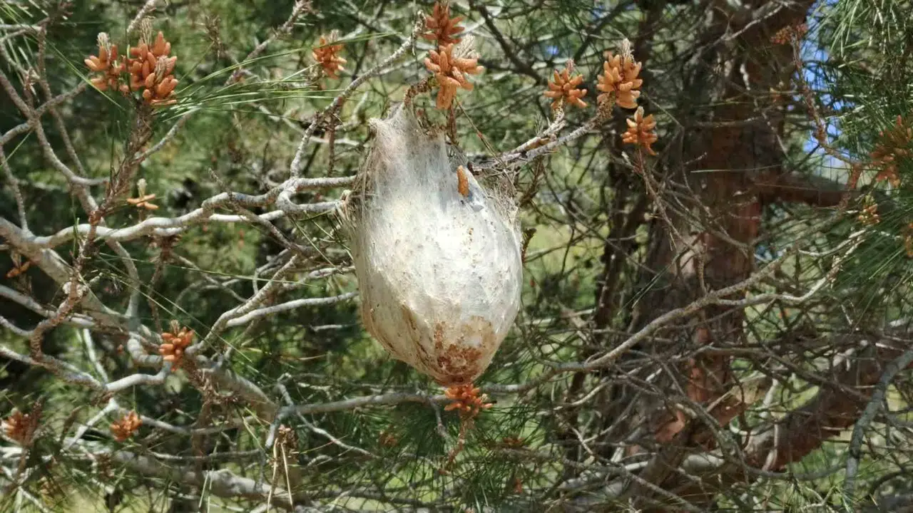 Bafra ormanlarında alarm zilleri: Çamları kurutan istila her geçen gün büyüyor