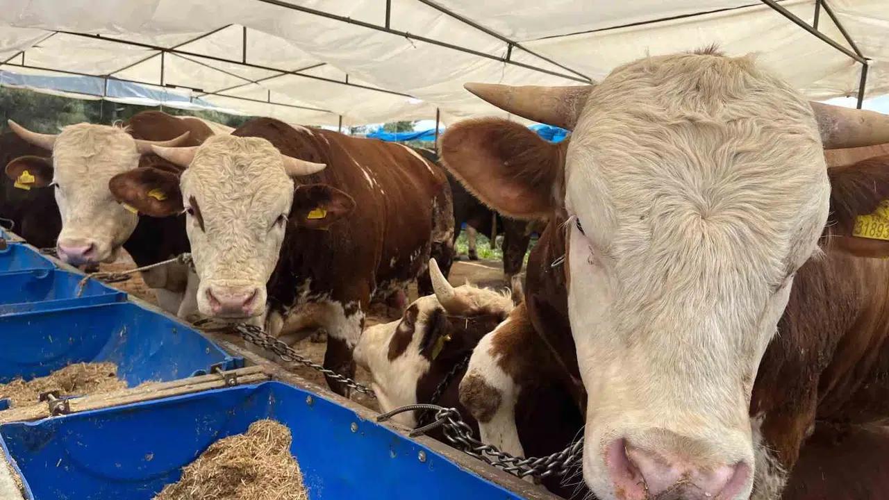 İzmir’de kurban heyecanı başladı: Fiyatlar 85 bin liradan başlıyor, 500 bin liraya kadar çıkıyor