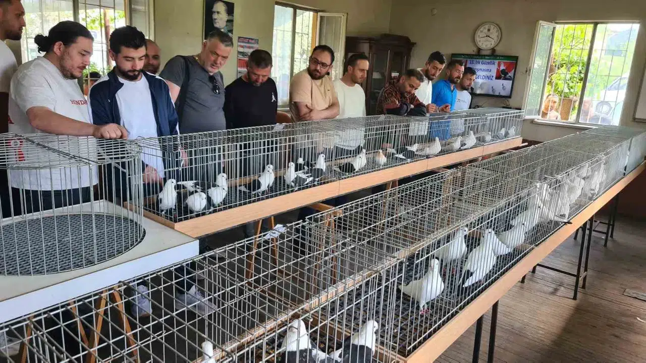 Denizli'nin kanatlı gururu podyuma çıktı: Azman güvercinleri güzellikleriyle büyüledi