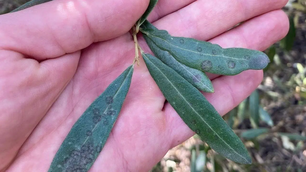 Zeytin üreticisine kritik uyarı: Bahçenizde bu belirti varsa dikkat!