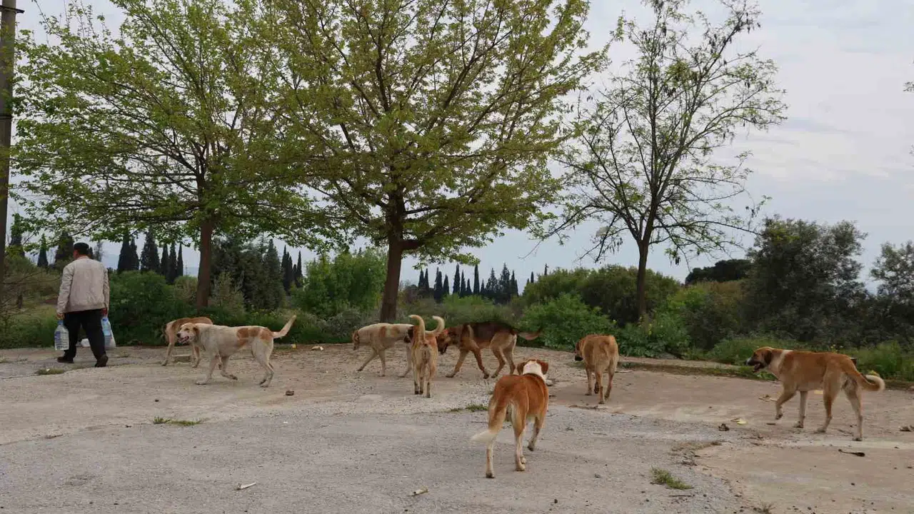 Aydın’da çözüm bekleyen kriz: Hayvanseverlerden 'şehir dışı' formülü