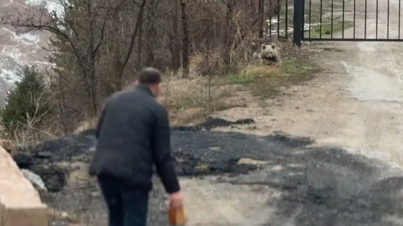 Gümüşhane’de yürek ısıtan anlar: Köy meydanına inen yavru ayıyla samimi diyalog