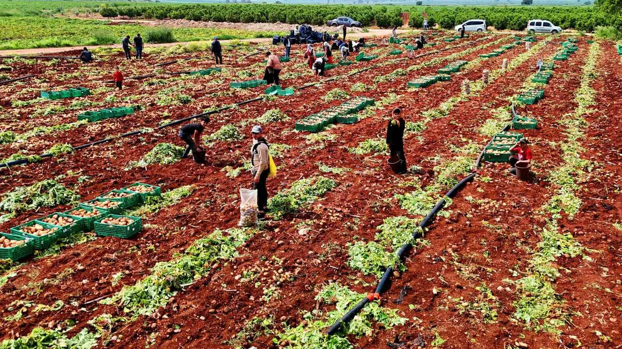 Adana'da tarlanın 'sarı altını' gün yüzüne çıktı: Turfanda patateste hasat heyecanı başladı