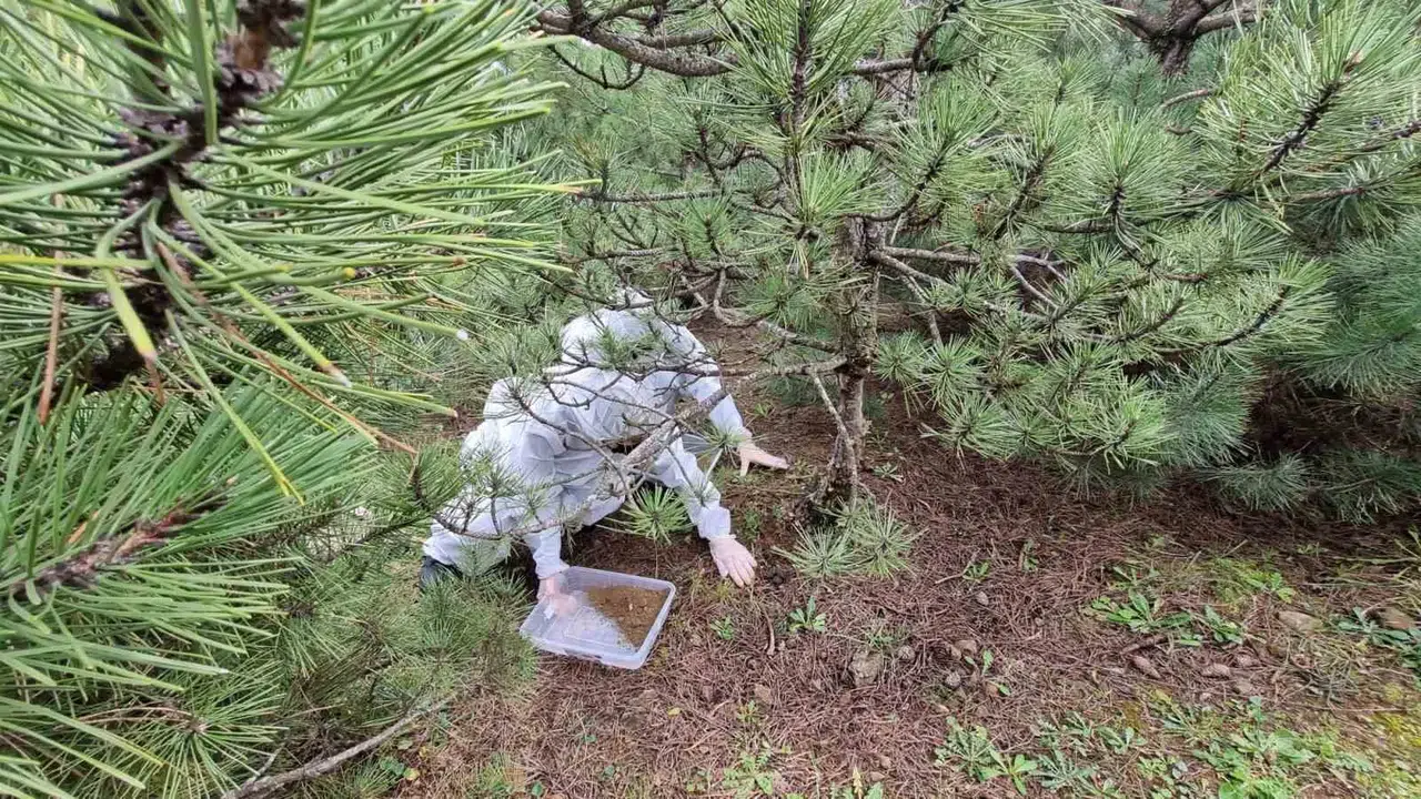 Ormanların gizli koruyucuları sahaya indi: Terminatör böcekler iş başında