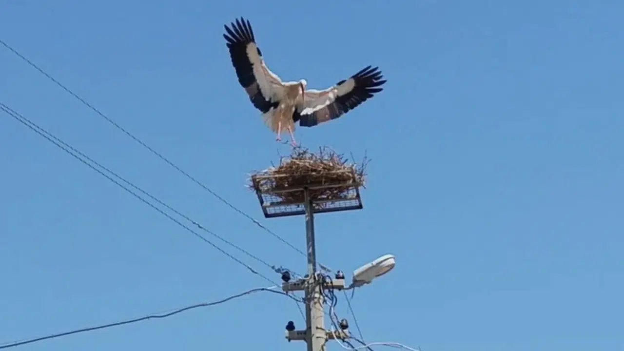 Sazlı’da bahar müjdecilerine büyük vefa: Köylüler seferber oldu, leylekler yuvasına kavuştu
