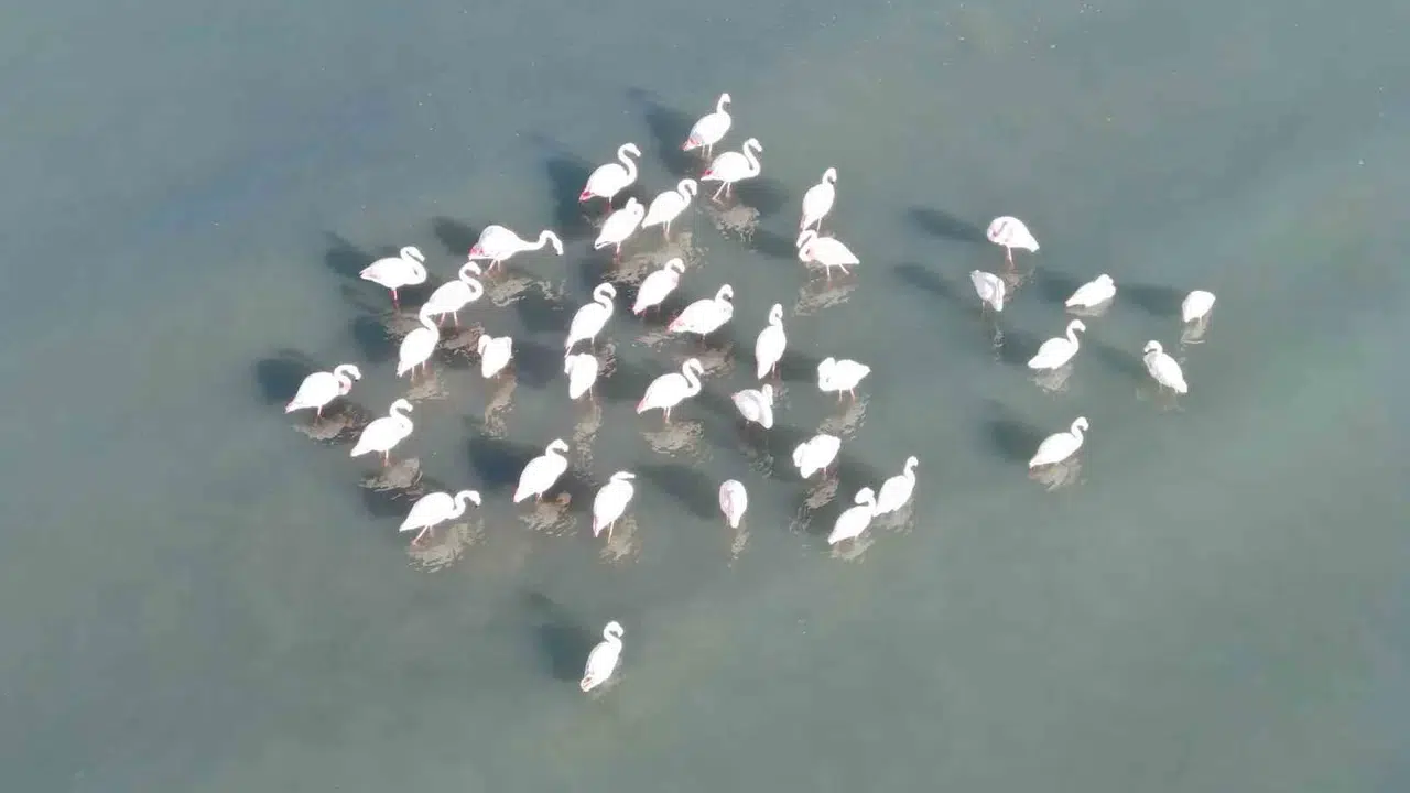 Gökyüzüne pembe dokunuş: Allı turnalar Erçek Gölü’ne geri döndü
