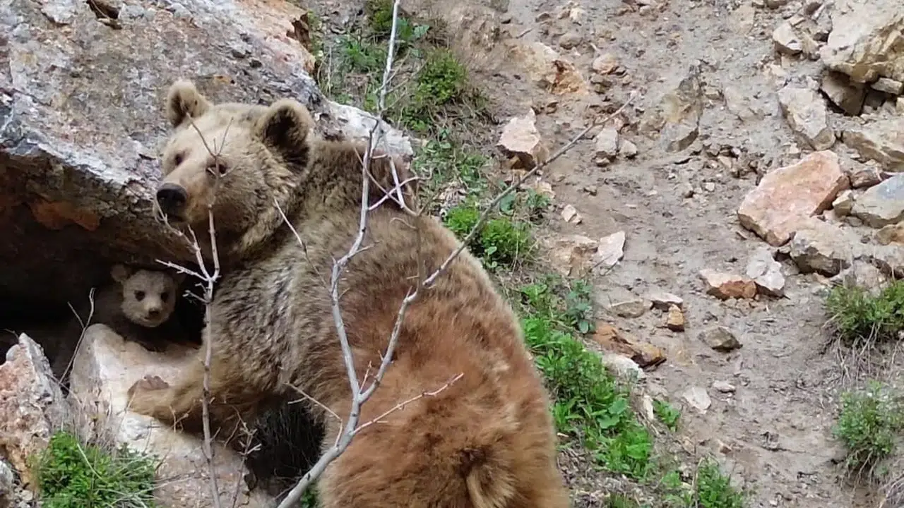 Tunceli’nin vahşi doğasında duygulandıran anlar: Yavru ayının ilk adımları havadan görüntülendi