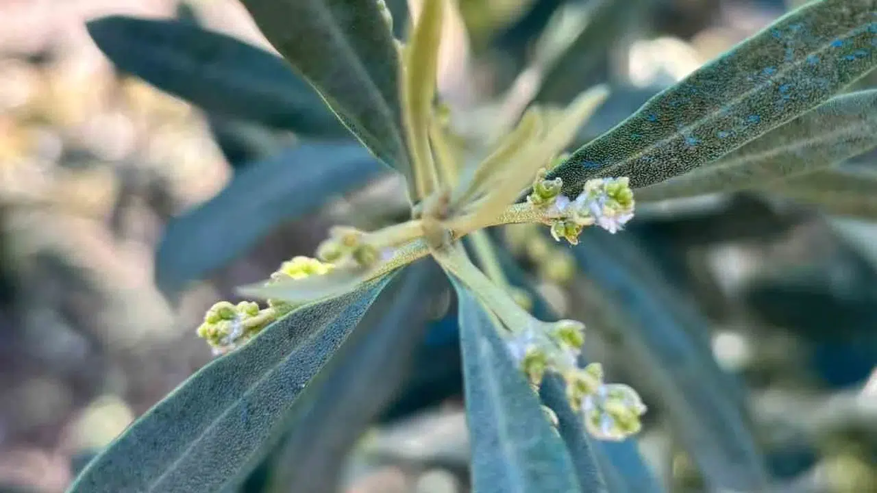 Salihli’de zeytin üreticilerine kritik uyarı: Verim kaybını önlemek için harekete geçin