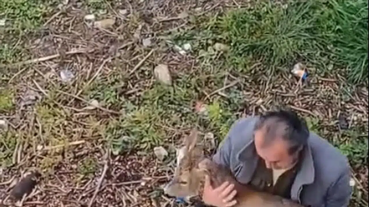 Şehir merkezinde korku dolu anlar: İki araca çarpan karaca dere kenarında bulundu