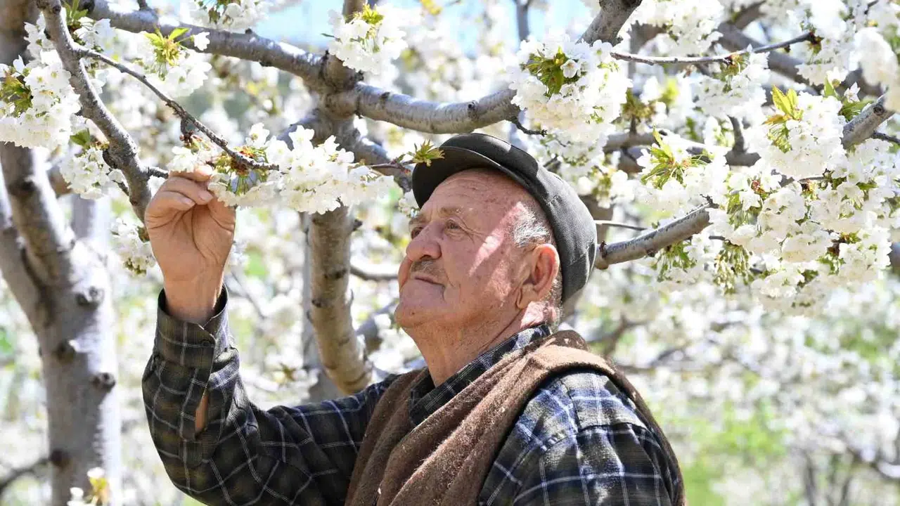 Demirci’de bahar bereketi: 800 bin ağaç çiçek açtı, üretici rekolte için umutlu