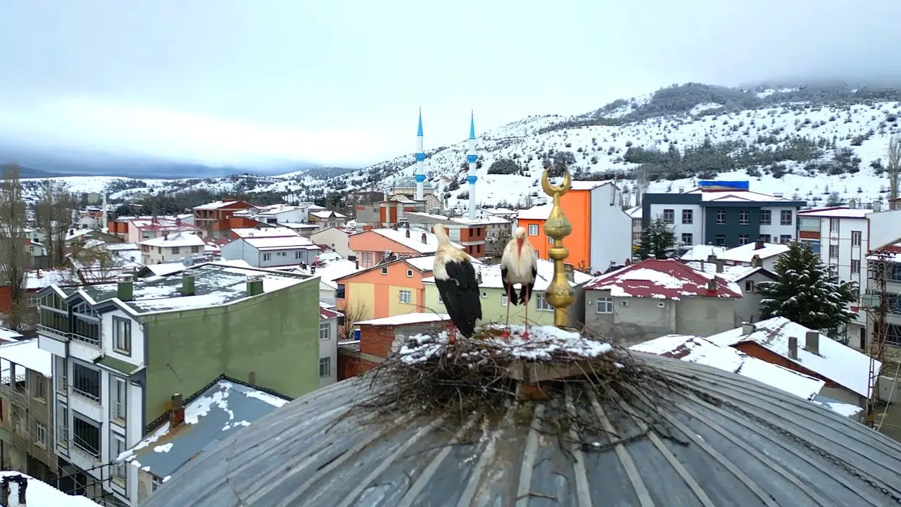 Baharın müjdecisiydi, kışın ortasında kaldı: 25 yıl sonra dönen leyleklerden duygulandıran sadakat