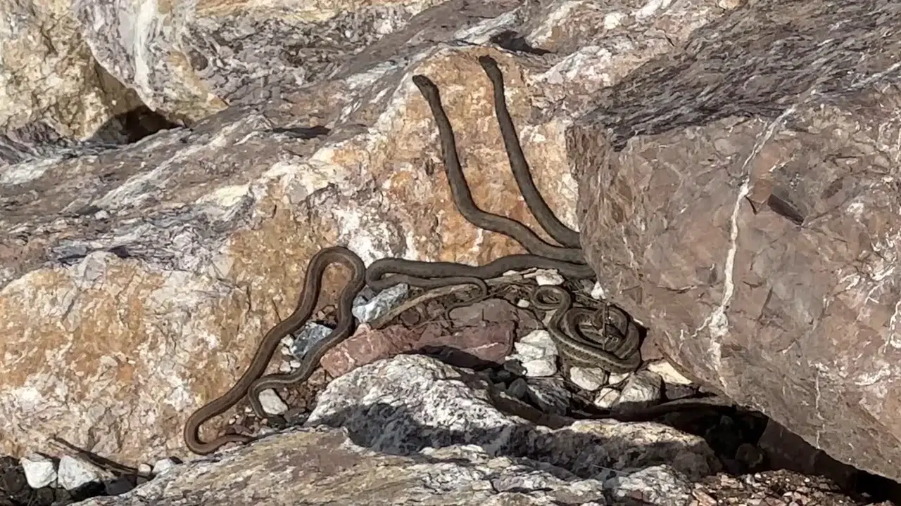 Brezilya'daki meşhur adayı aratmıyor: Yüksekova'nın ıssız tepelerinde şaşırtan görüntü