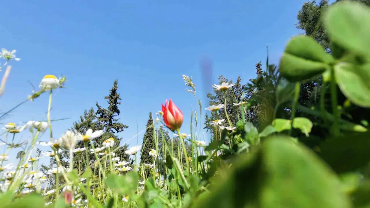 Sadece 10 gün yaşıyor, koparmanın bedeli ise dudak uçuklatıyor: Spil Dağı’nın nazlı çiçeği açtı