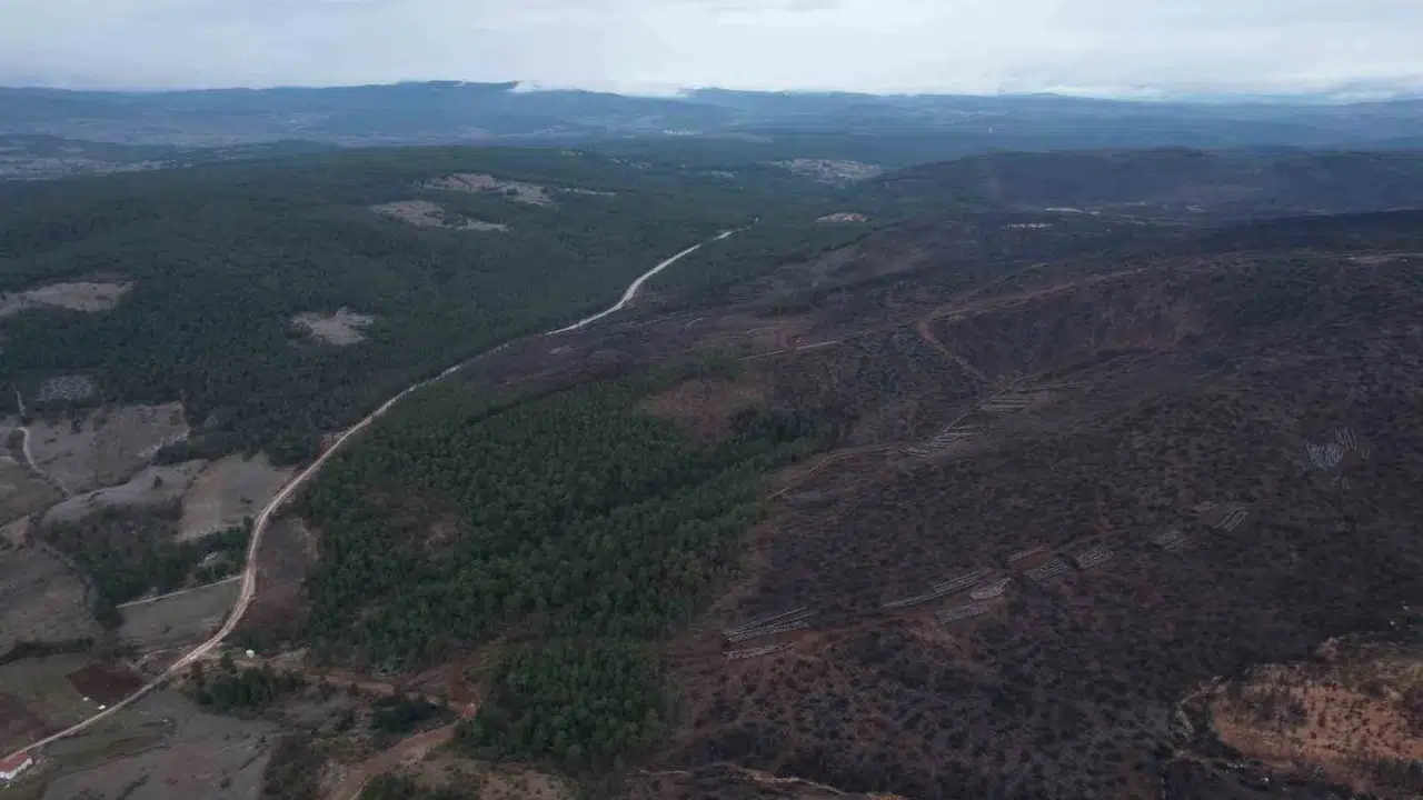 Küllerinden doğan orman: Bursa’da 6 bin futbol sahası büyüklüğündeki alan yeniden yeşeriyor