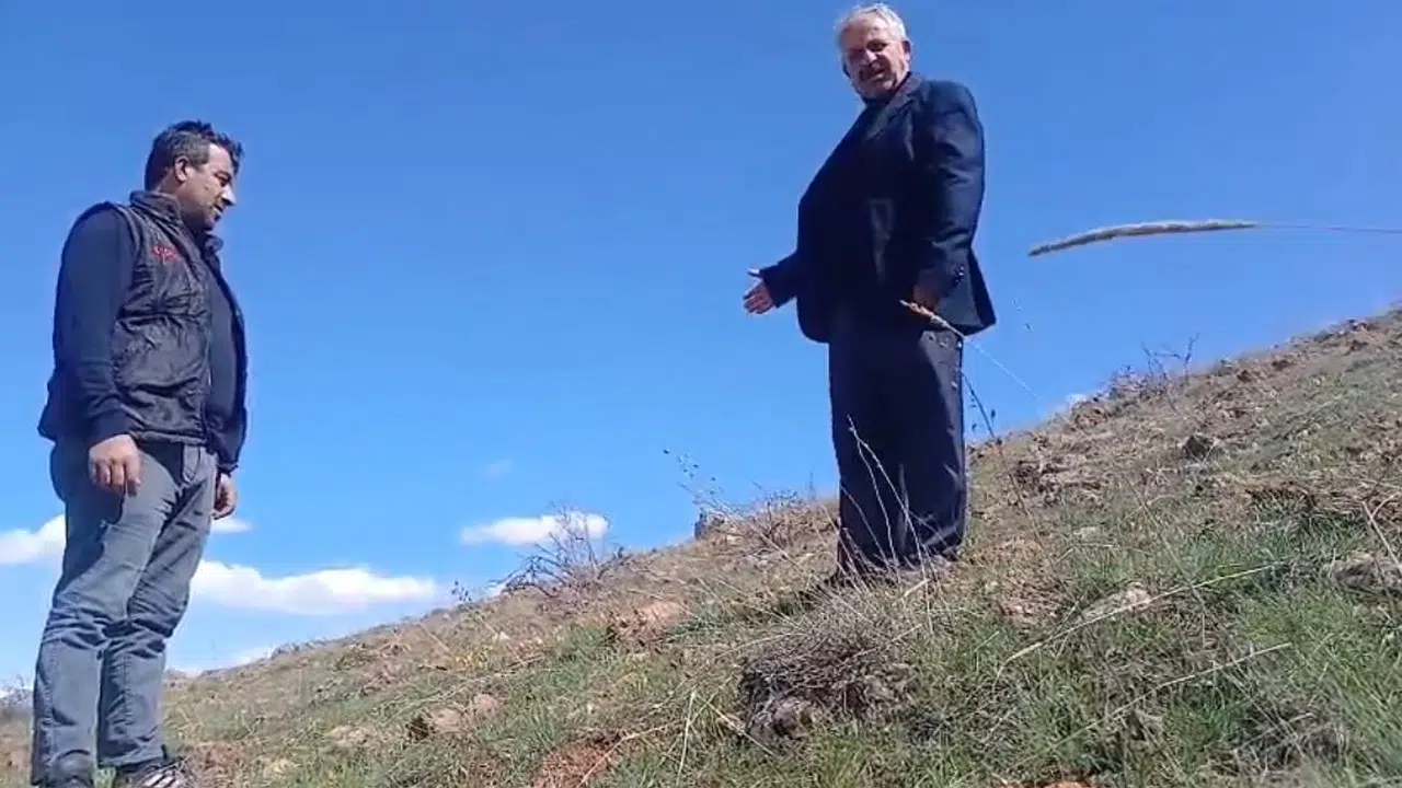 Güzelliğiyle büyülüyor ama dokunana ağır fatura çıkarıyor: Ağlayan gelinlerin bedeli 700 bin TL