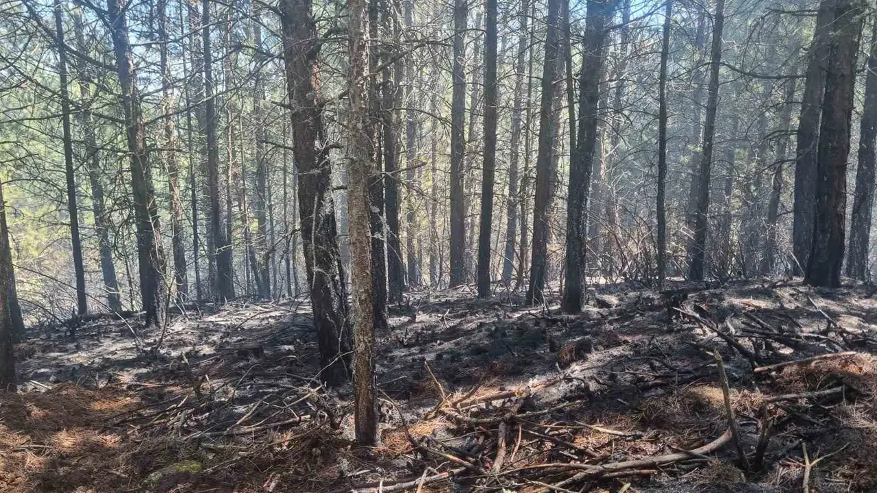 Aydın’da korkutan yangın: Ekiplerin zamanla yarışı sonuç verdi