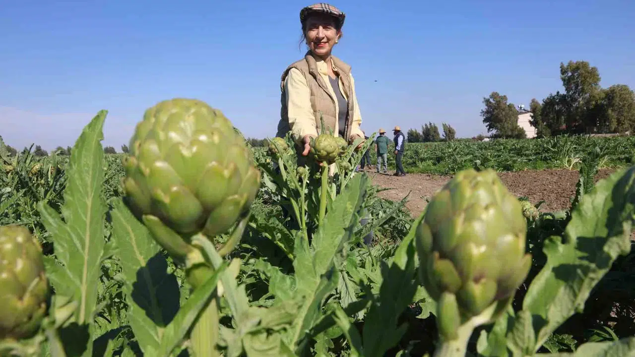 Akademisyenliği bıraktı, tarlayı laboratuvara çevirdi: 5 dönümle başladı, 120 dönümde enginar imparatorluğu kurdu
