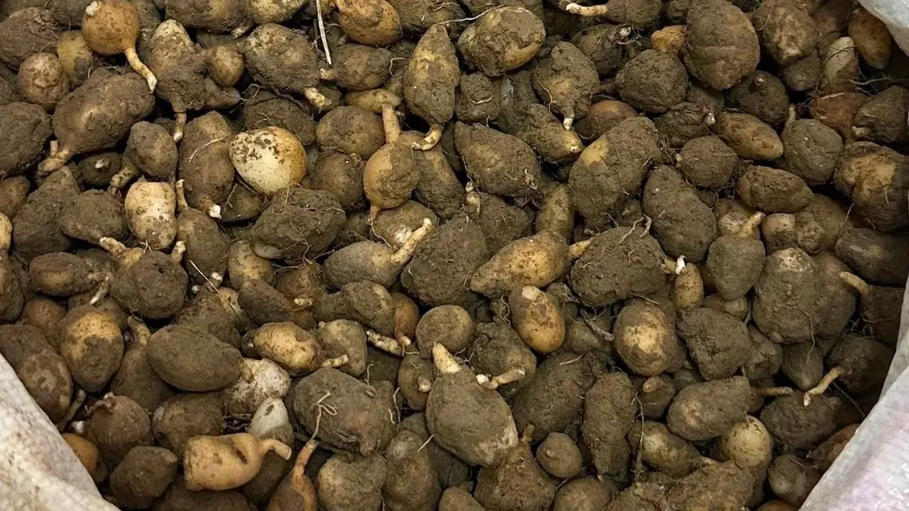 Doğayı talan etmenin bedeli ağır oldu: 15 kilo salep orkidesi için yarım milyonluk fatura