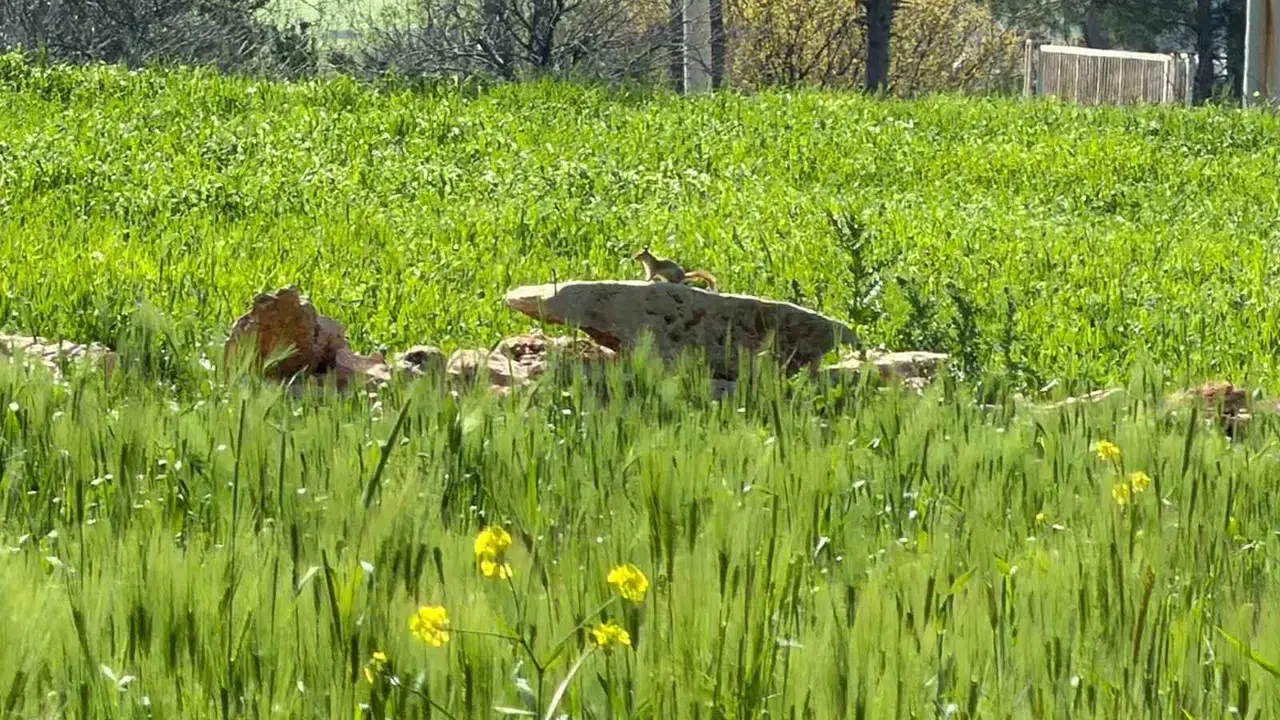 Doğanın nadir güzelliği objektife yansıdı: Nesli tükenme tehlikesiyle karşı karşıya olan kızıl sincap Diyarbakır’da görüntülendi