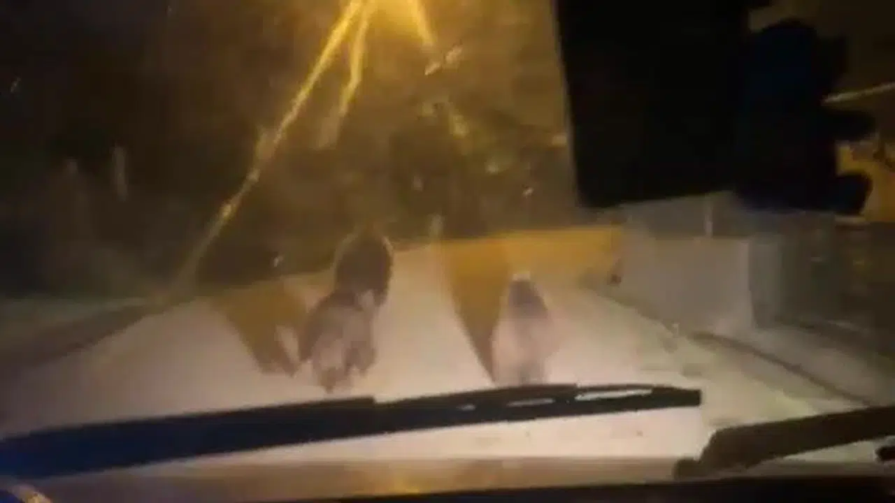 Zonguldak'ta gece yarısı sürpriz misafirler: Köy yolunda üç ayı kameraya yakalandı