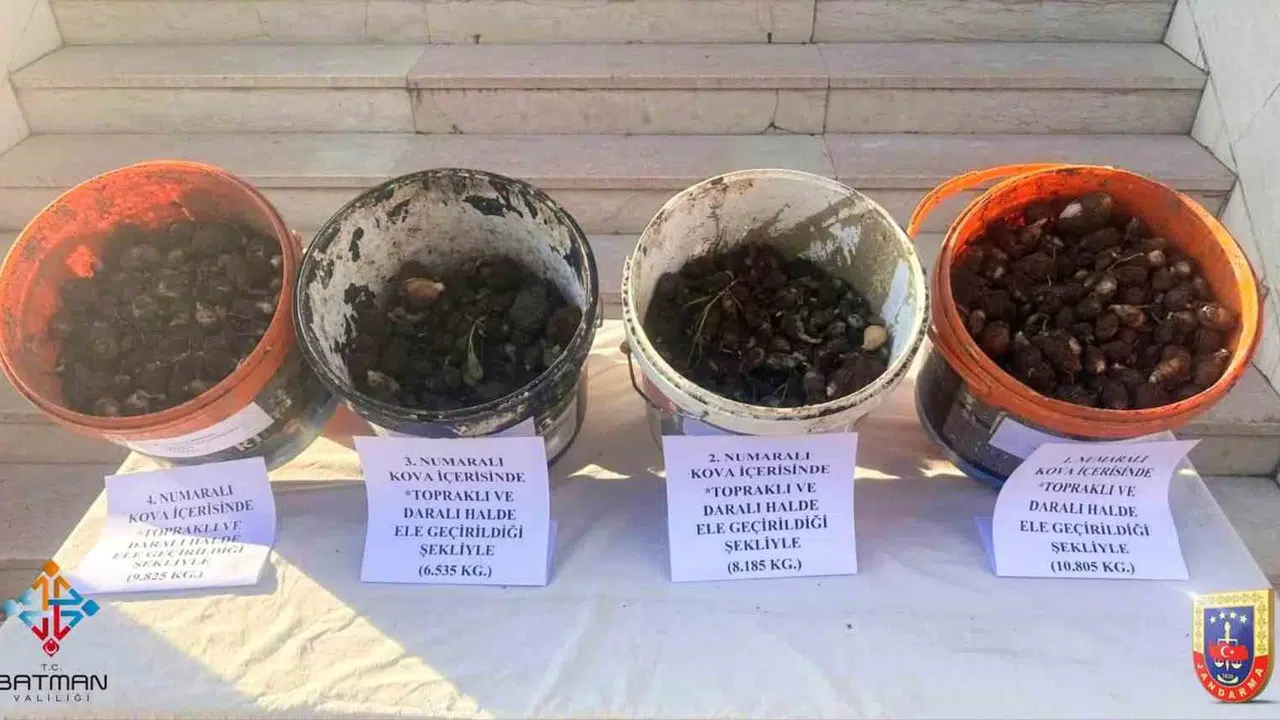 Doğanın dengesini bozanlara ağır fatura: 35 kilo salep soğanı toplamanın bedeli servet değerinde oldu