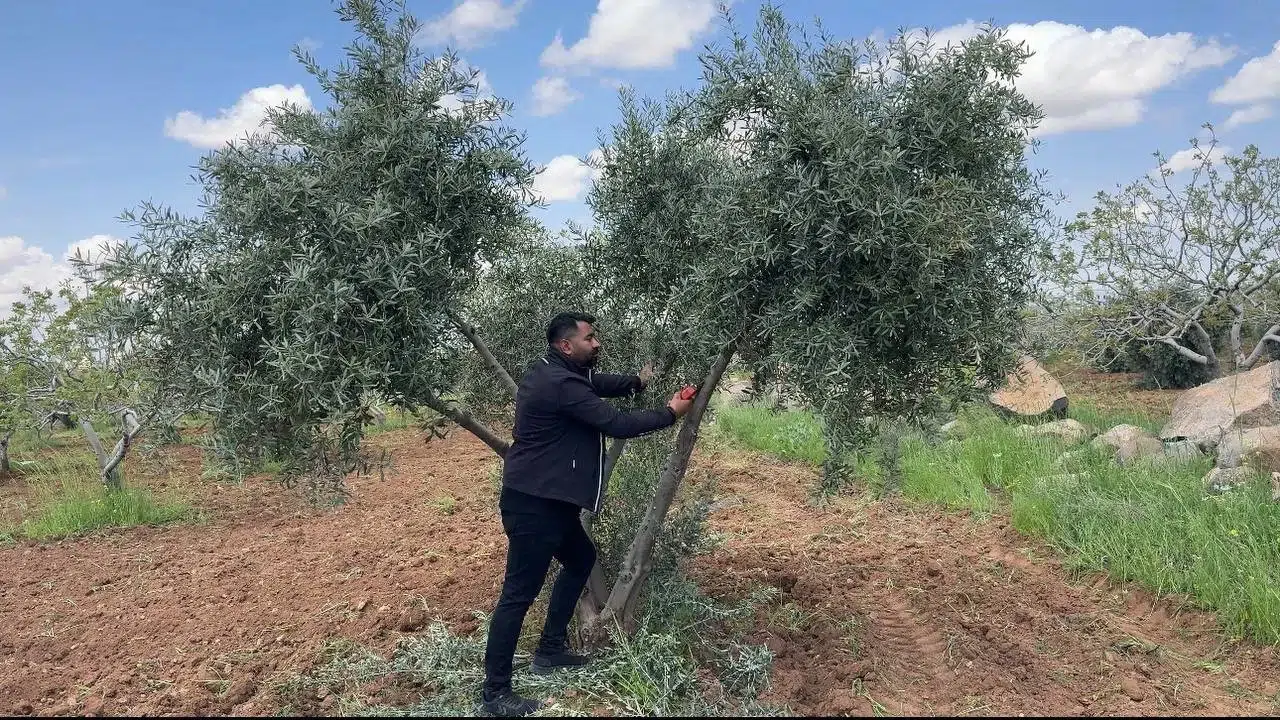 Bereketli toprakların başkenti Şanlıurfa’da zeytinciye kritik uyarı: Hasat hayalleriniz dip kurduyla sönmesin