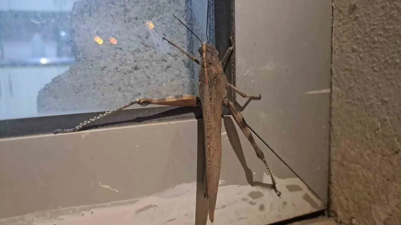 Silvan'da gece nöbeti kabusa döndü: Camı çatlatan dev ziyaretçi herkesi şoke etti