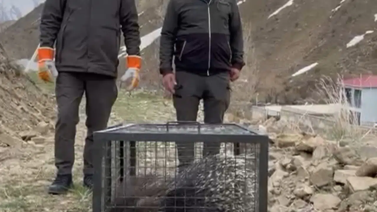 Ölümden döndü, yuvasına geri döndü: Nadir görülen oklu kirpi özgürlüğüne kavuştu