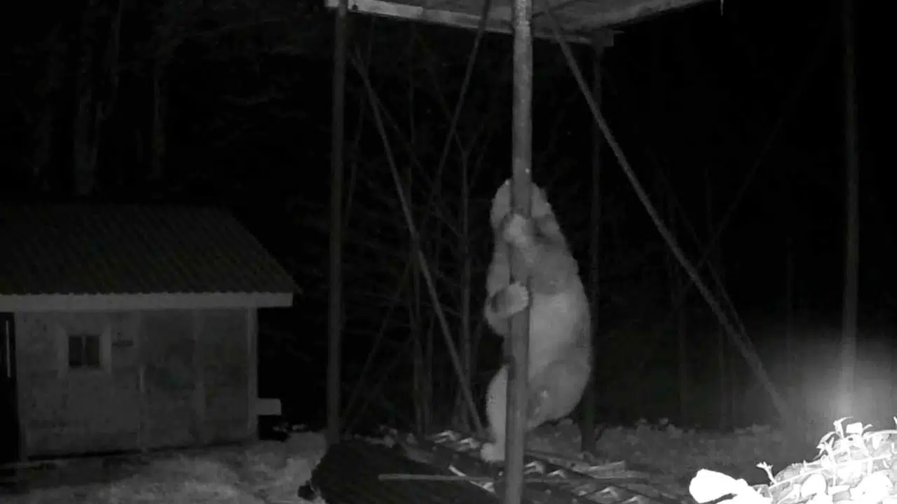 Bal arılarının kış uykusundan uyanan davetsiz misafiri: Kovanlara ulaşmak için akrobatik hareketler sergiledi