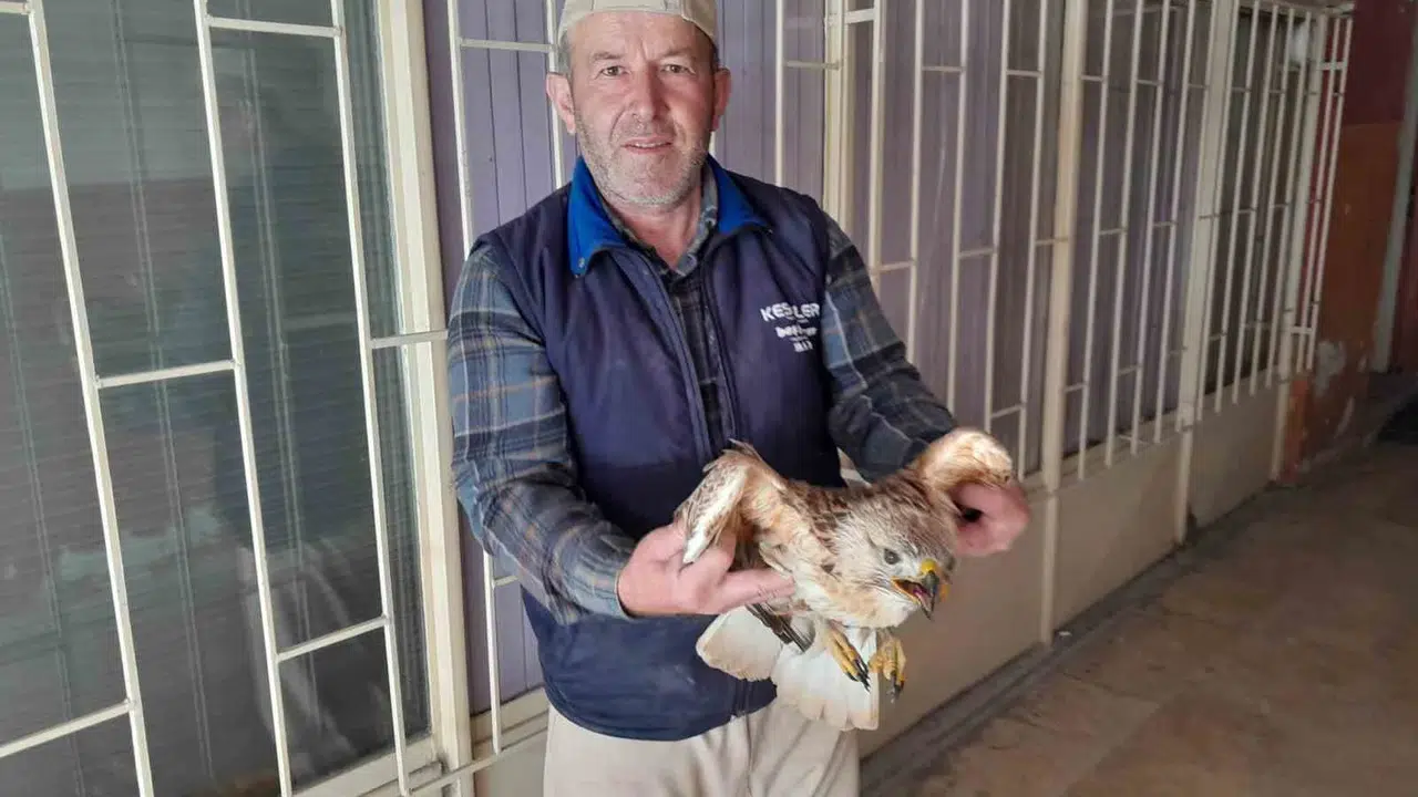 Tarlada ölümle burun buruna gelmişti: Duyarlı çiftçinin şefkati kızıl şahini hayata bağladı