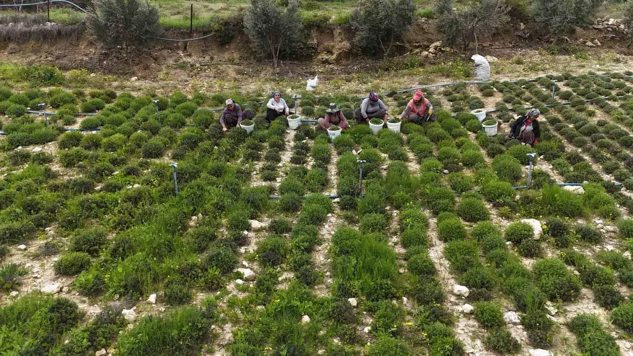 Sofraların şifa kaynağı Hatay’dan yola çıkıyor: Zahter hasadında bereketli sezon