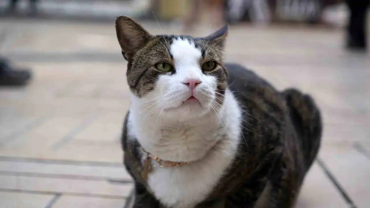 İzmit çarşısının 10 kiloluk prensi: Köpek saldırısından kurtuldu, esnafın maskotu oldu