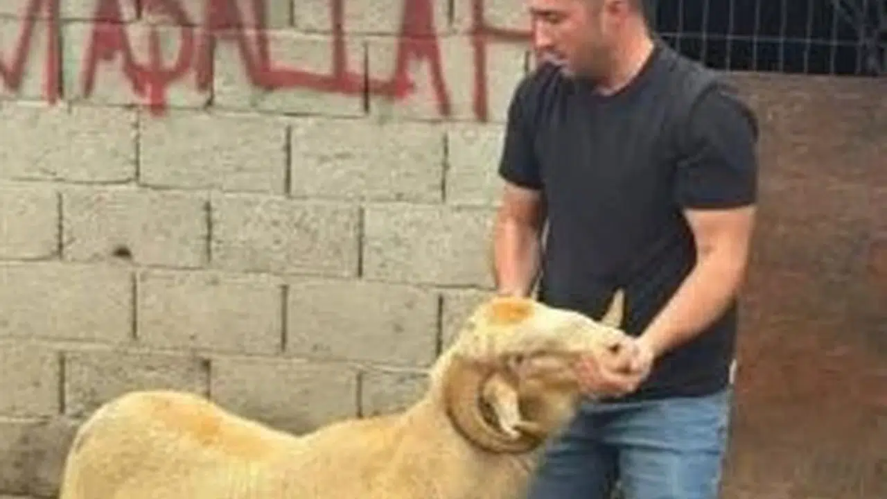 Kurban Bayramı heyecanı Burhaniye'de başladı: Besicilerden 'yüzüm' garantili satış