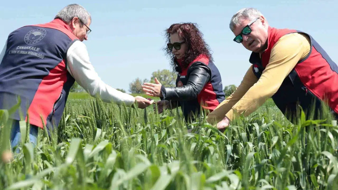 Çanakkale’de tarımda dijital takip dönemi: Üreticinin gözü kulağı SMS’te