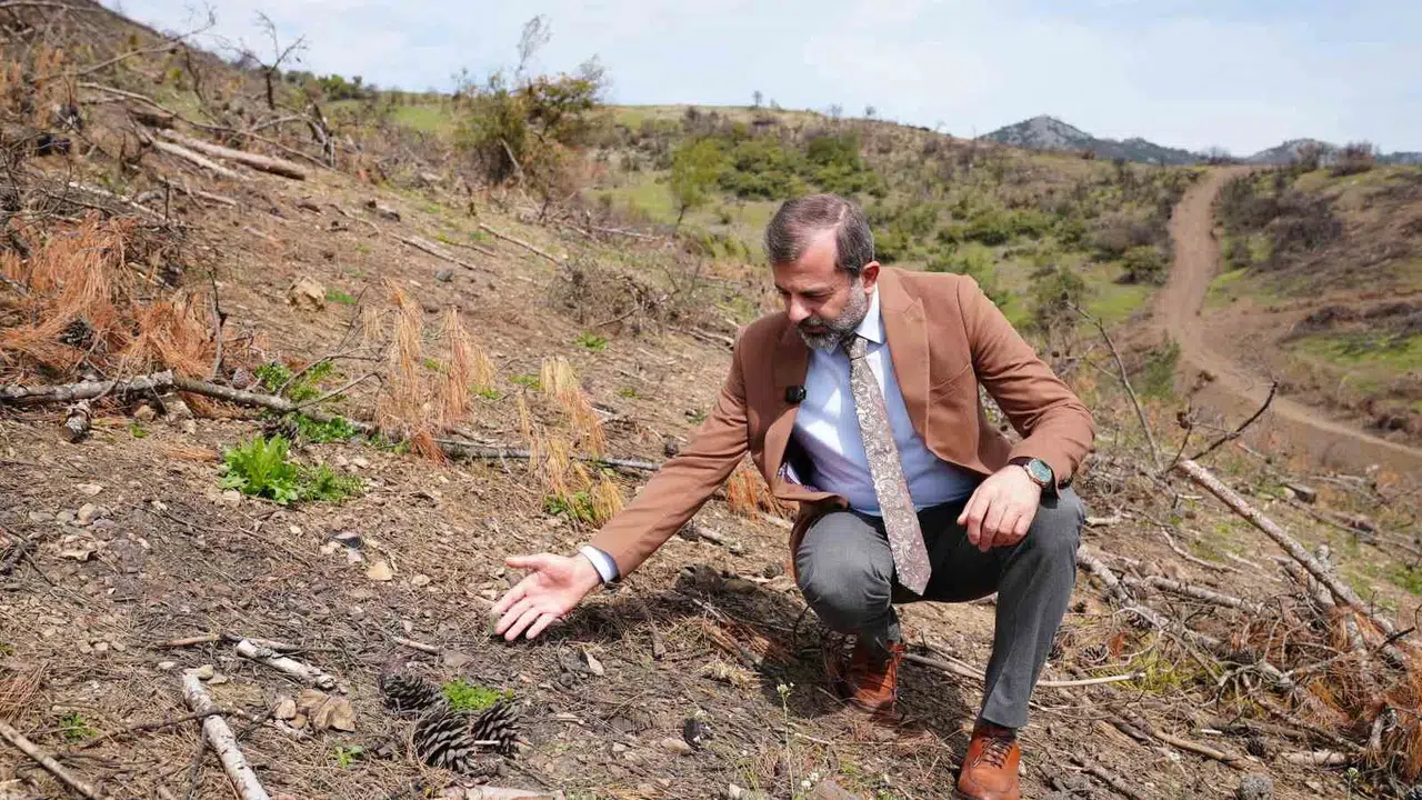 Gürsu’da küllerden doğan umut: Yanan ormanlar yeniden yeşeriyor