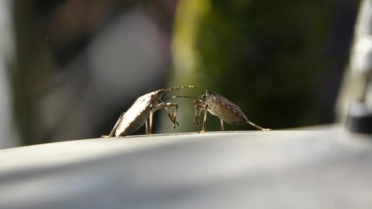 Fındık üreticisinin korkulu rüyası oldu: Kahverengi kokarcayı durduracak yerli formül laboratuvardan çıktı