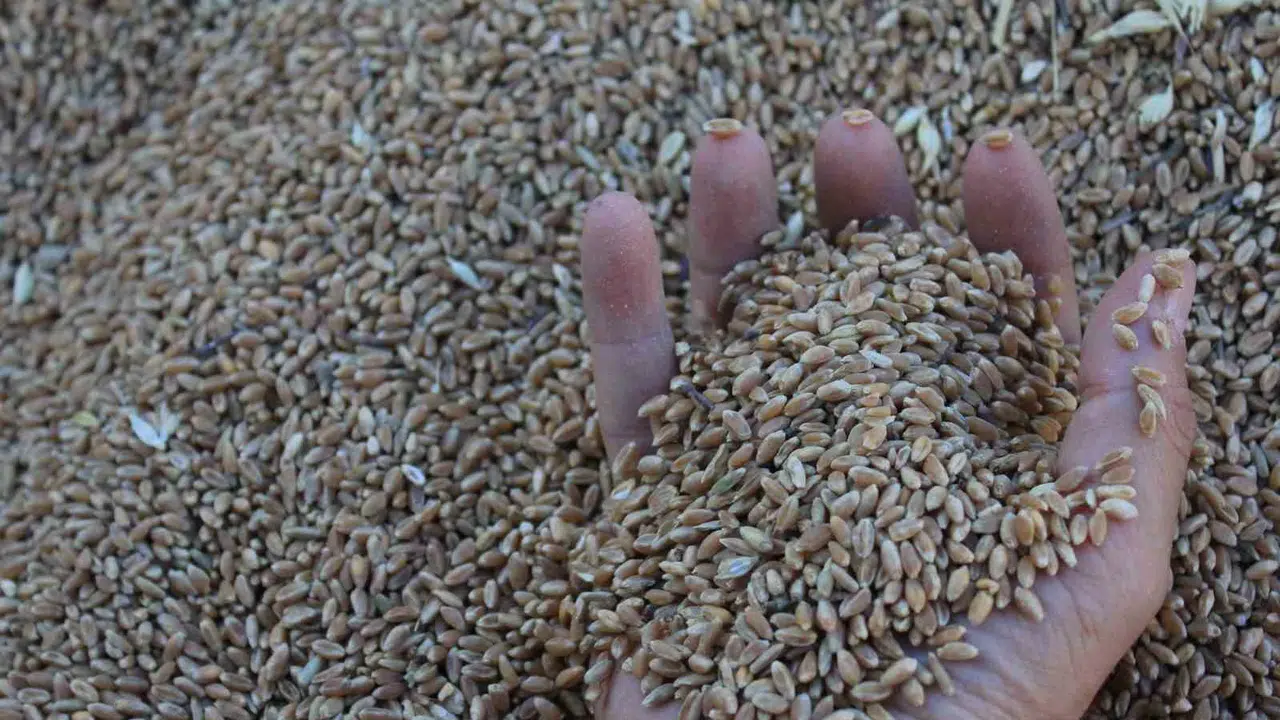 Gıda krizine karşı dev müjde: Dünya tarihinin en büyük hasadı kapıda