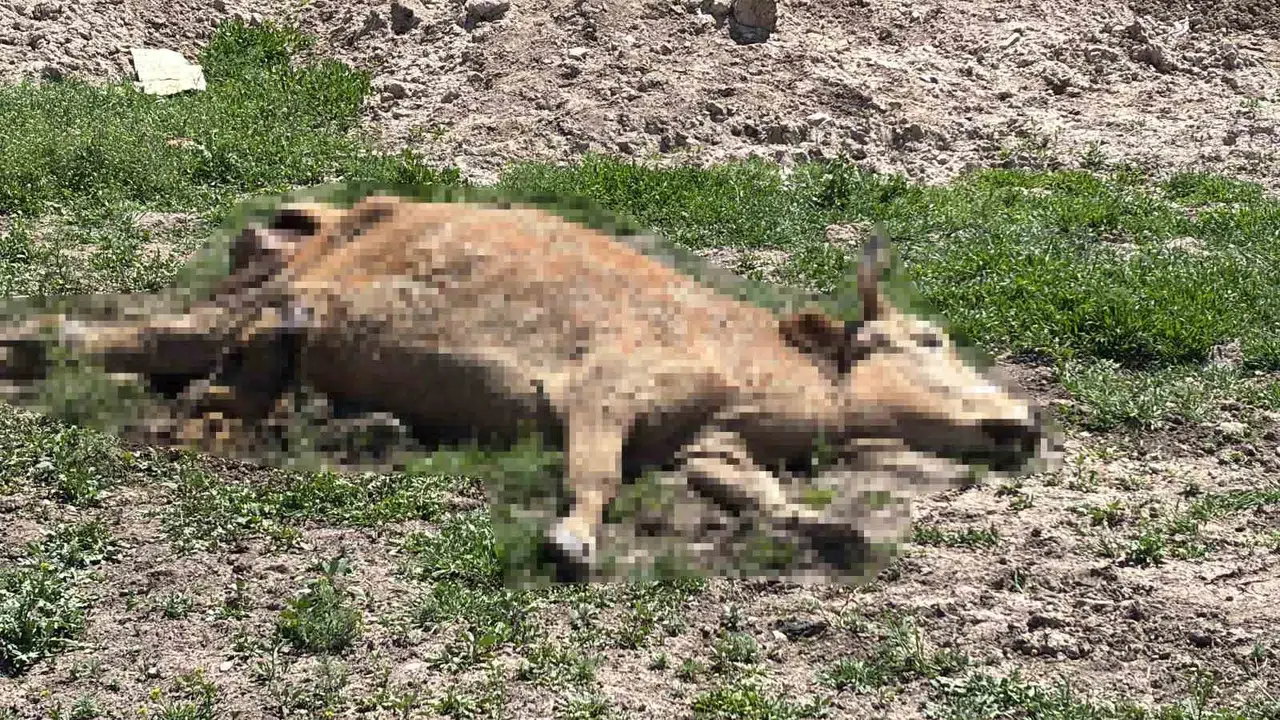 Aksaray’da çevre felaketine ağır fatura: Ölü hayvanları araziye bırakan besicilere dev ceza